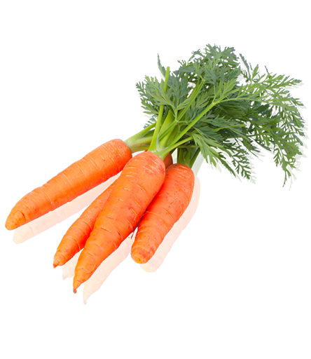 Fresh Carrot Fresh Carrot